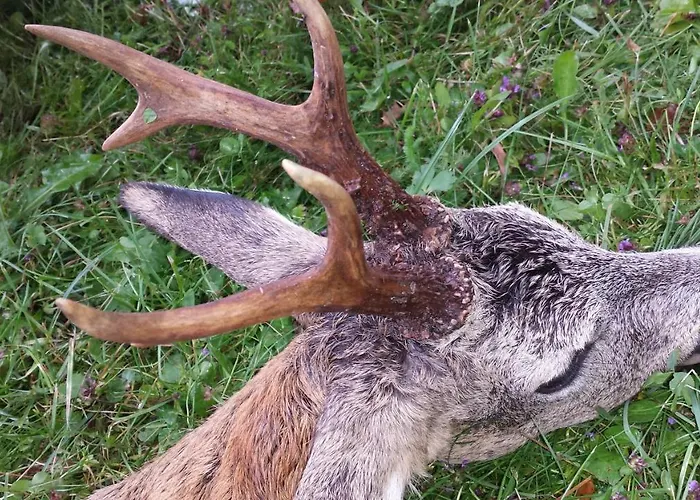 Huette Zum Verlieben אכסניה